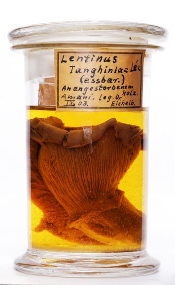 preview Lentinus tanghiniae Lév.
